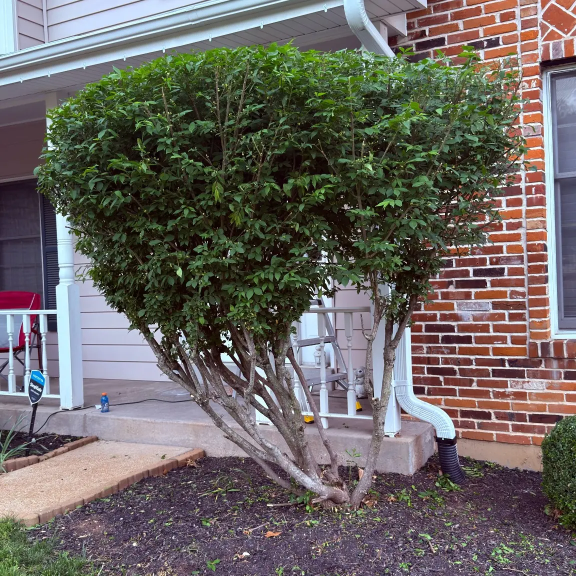 The same front-yard hedge after trimming and cleanup