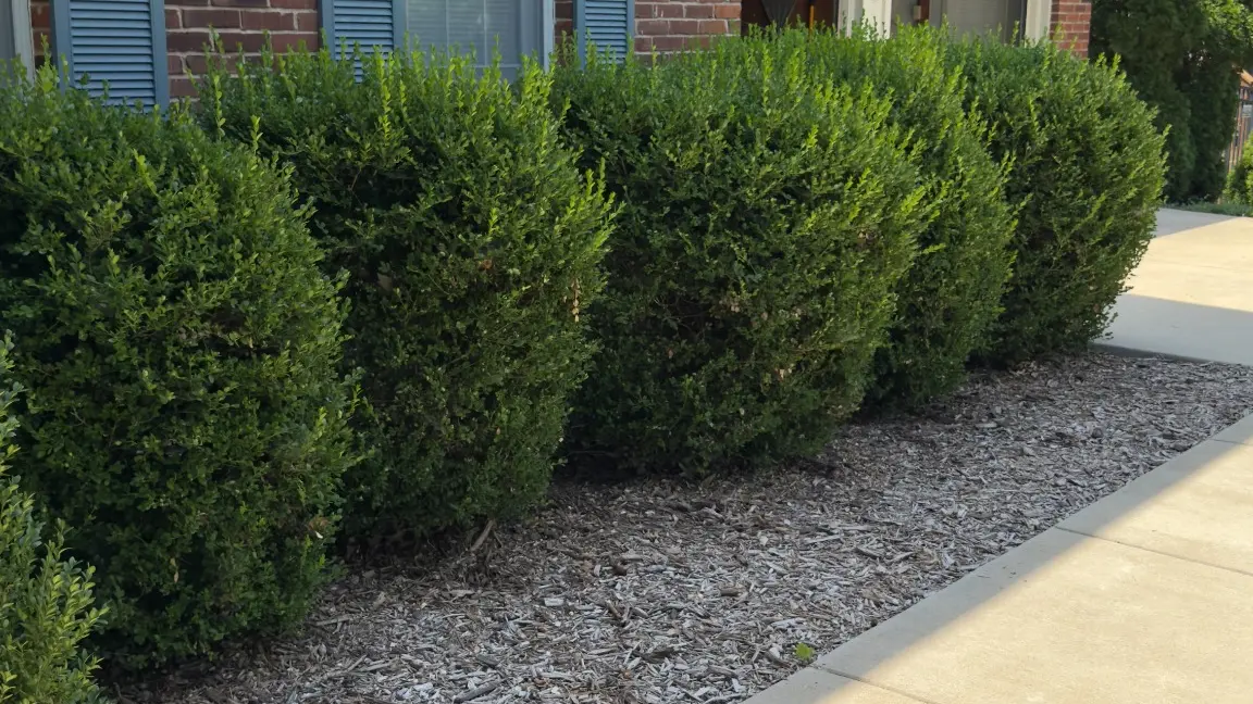 Row of shaped residential shrubs maintained by Prosper In Lawn Care