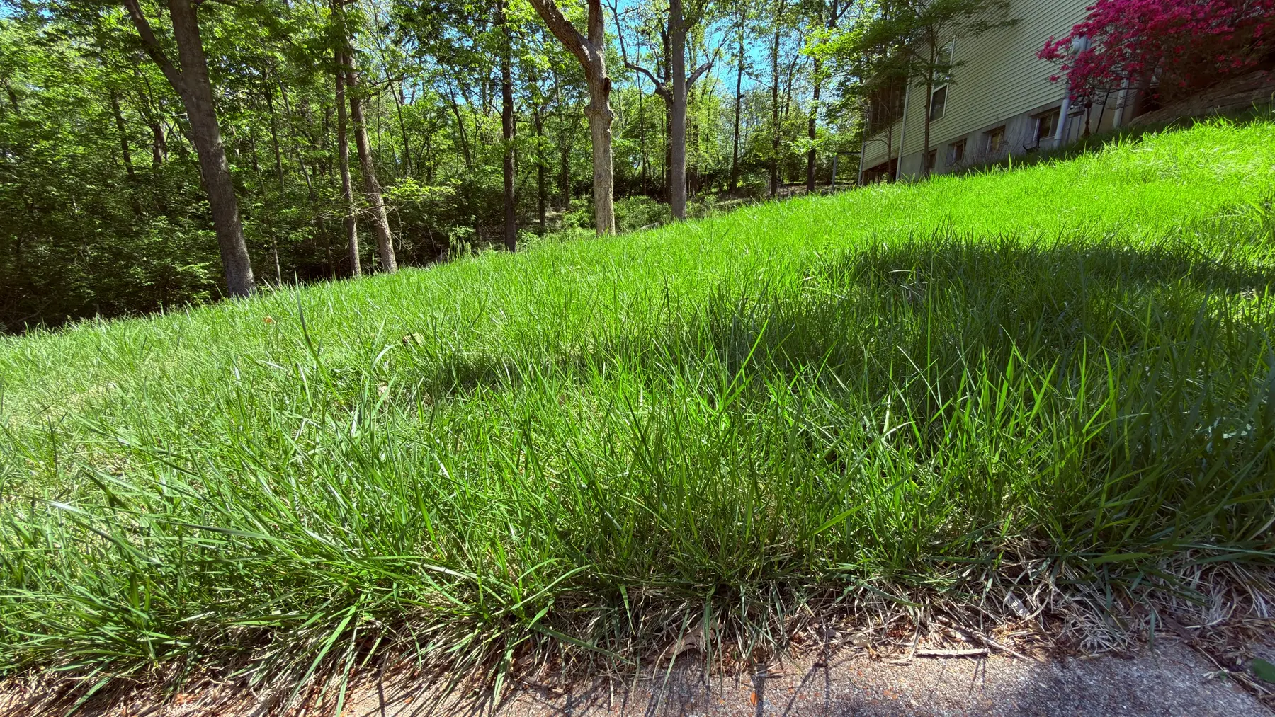 Tall unwanted grass and overgrowth in an accessible residential yard area